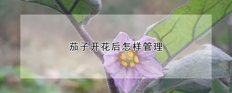 茄子开花后怎样管理