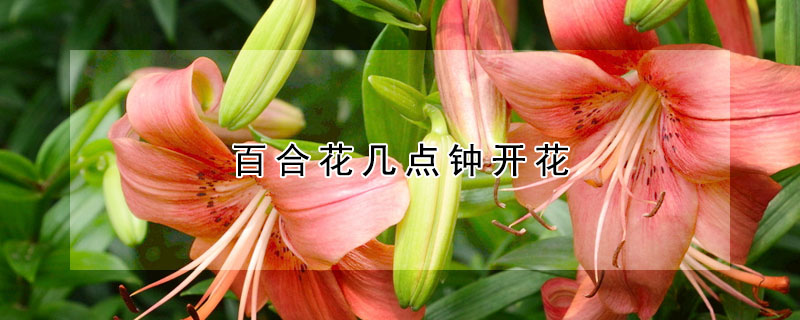 百合花几点钟开花