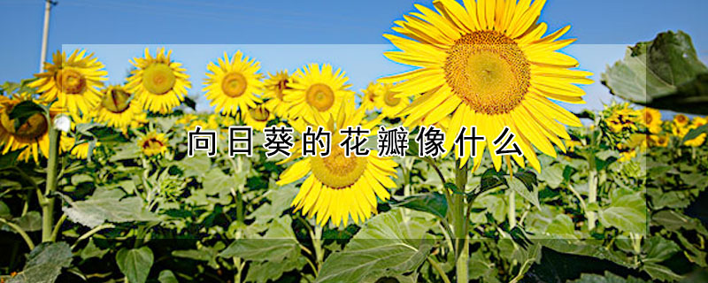 向日葵的花瓣像什么