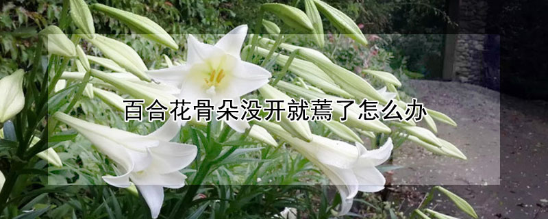 百合花骨朵没开就蔫了怎么办