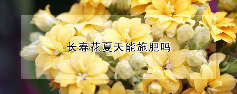 长寿花夏天能施肥吗