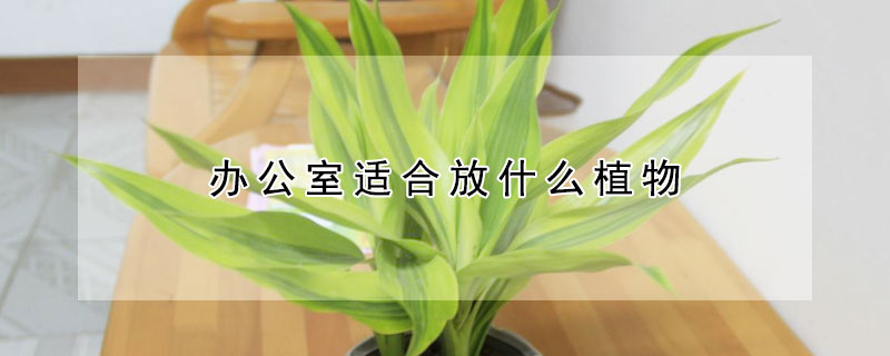 办公室适合放什么植物