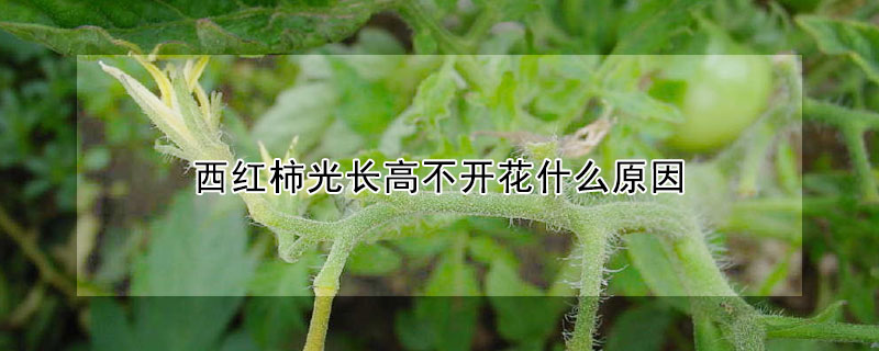 西红柿光长高不开花什么原因