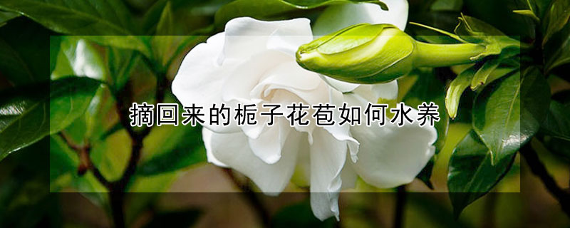 摘回来的栀子花苞如何水养