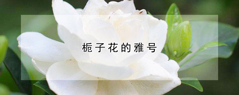 栀子花的雅号