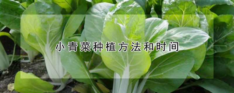 小青菜种植方法和时间