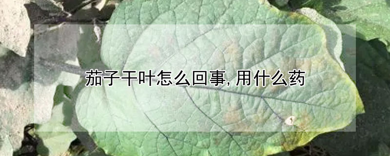 茄子干叶怎么回事,用什么药