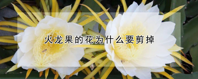 火龙果的花为什么要剪掉