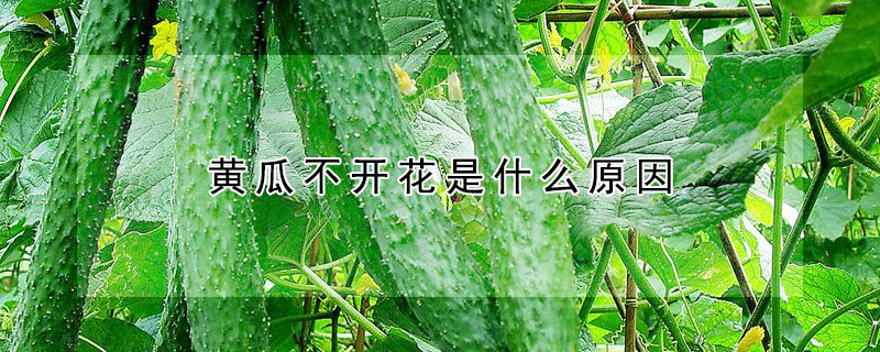 黄瓜不开花是什么原因