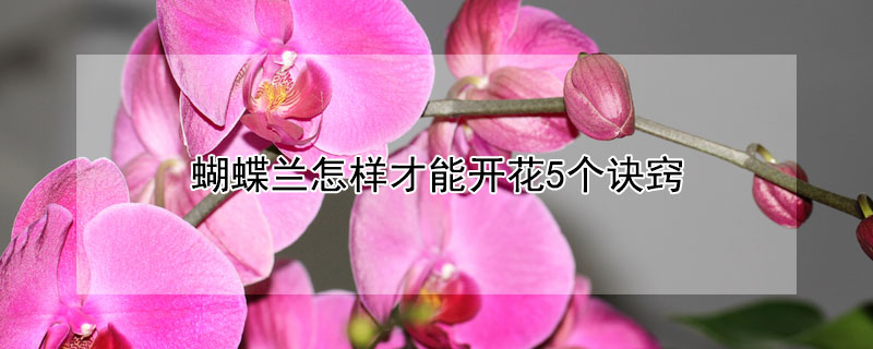 蝴蝶兰怎样才能开花5个诀窍