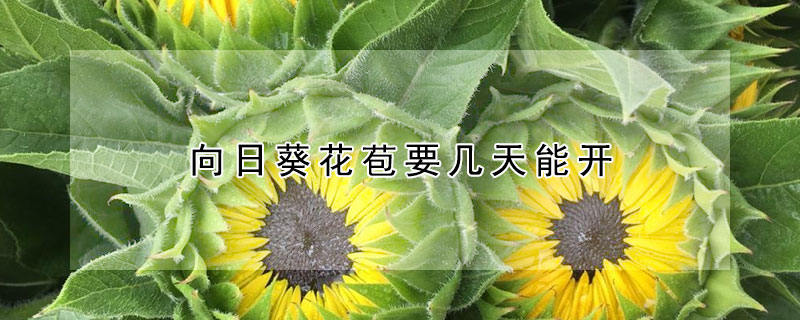 向日葵花苞要几天能开