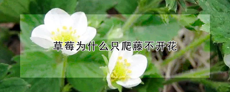 草莓为什么只爬藤不开花