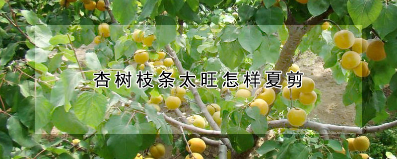 杏树枝条太旺怎样夏剪