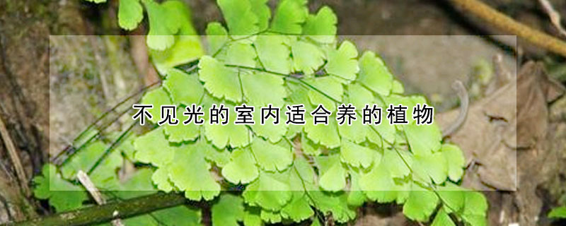 不见光的室内适合养的植物