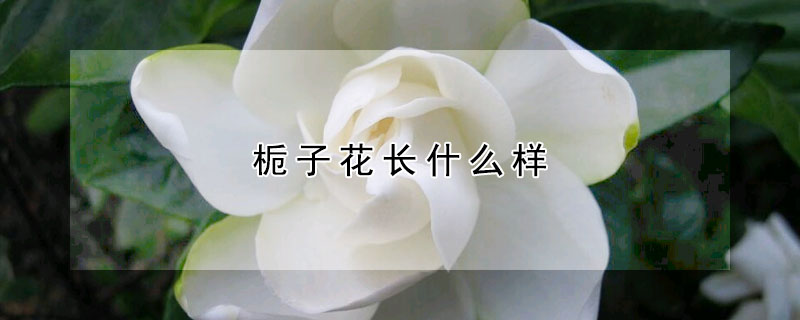 栀子花长什么样