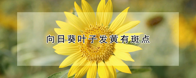 向日葵叶子发黄有斑点