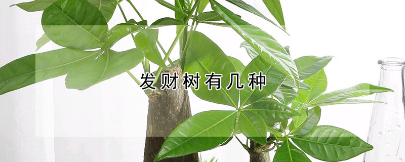 发财树有几种