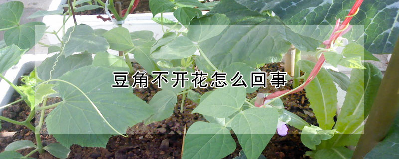 豆角不开花怎么回事