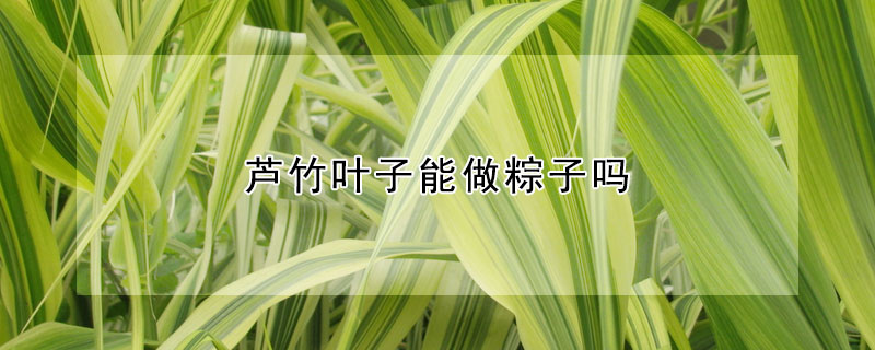 芦竹叶子能做粽子吗