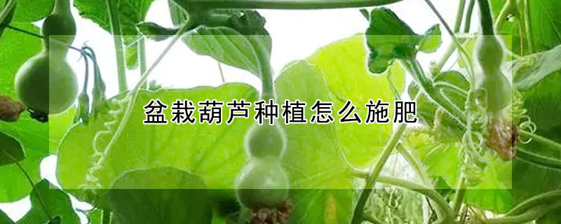 盆栽葫芦种植怎么施肥