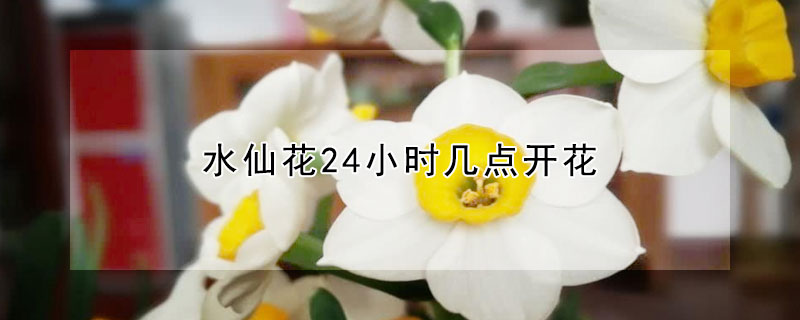 水仙花24小时几点开花