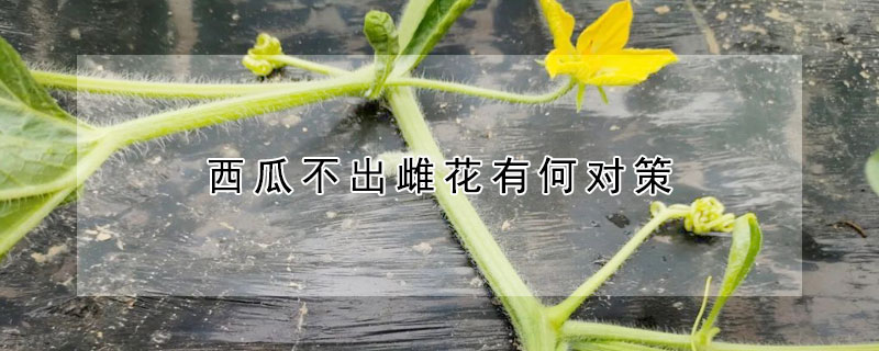 西瓜不出雌花有何对策