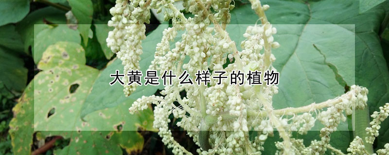 大黄是什么样子的植物