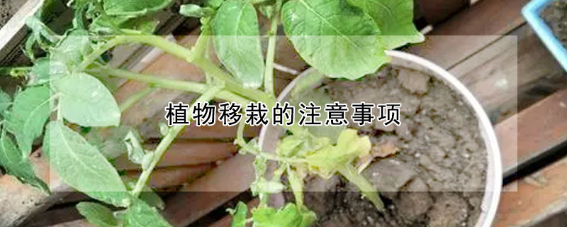 植物移栽的注意事项