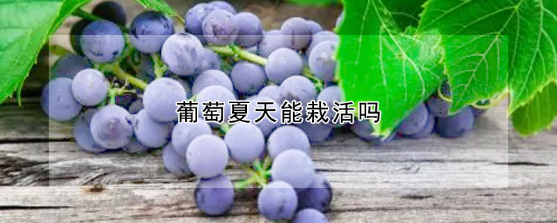 葡萄夏天能栽活吗