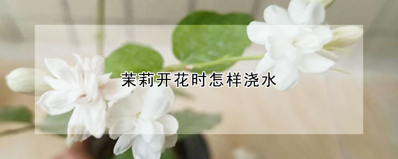 茉莉开花时怎样浇水