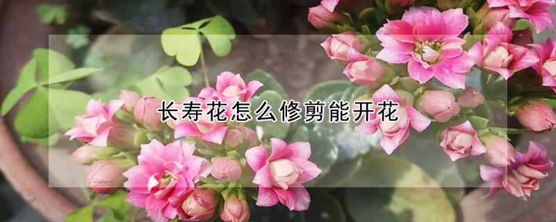 长寿花怎么修剪能开花