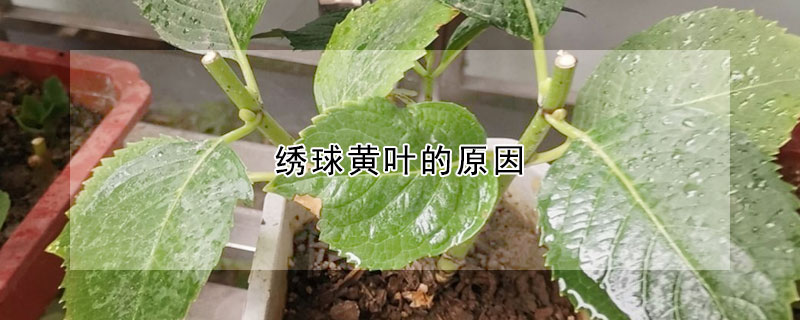 绣球黄叶的原因