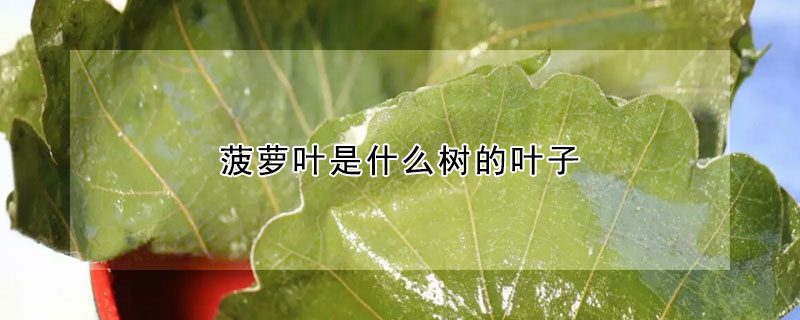 菠萝叶是什么树的叶子