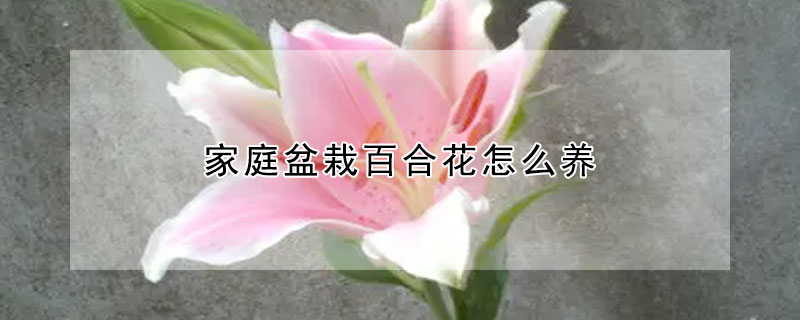 家庭盆栽百合花怎么养