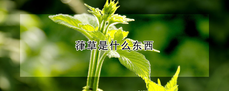 葎草是什么东西