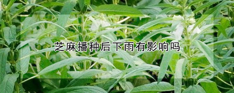 芝麻播种后下雨有影响吗