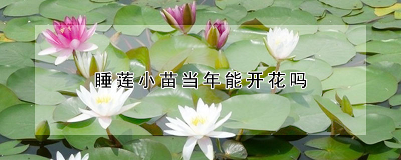 睡莲小苗当年能开花吗