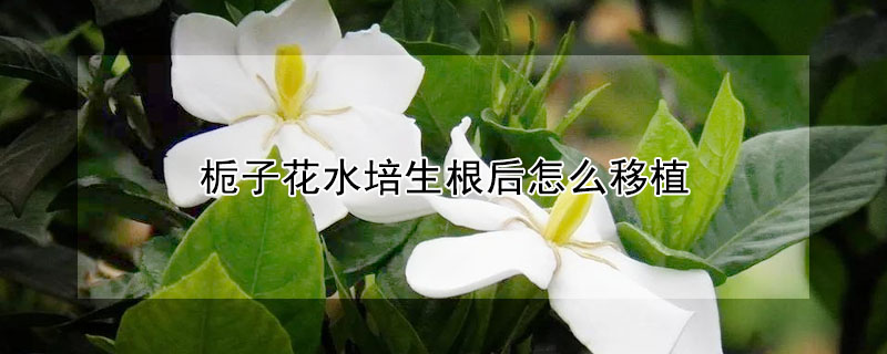 栀子花水培生根后怎么移植