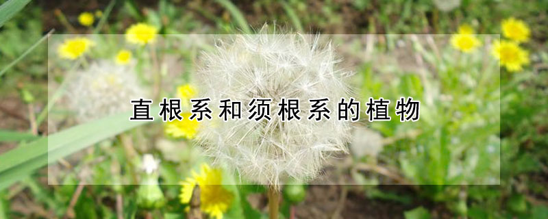 直根系和须根系的植物 发财农业网