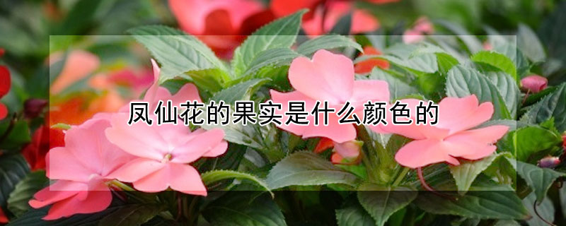 凤仙花的果实是什么颜色的