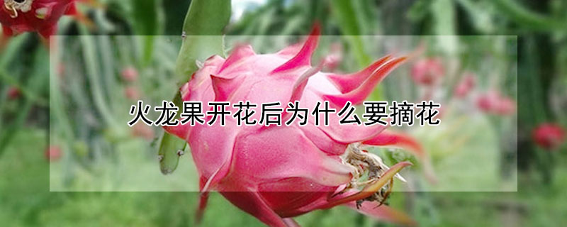 火龙果开花后为什么要摘花