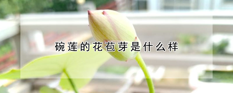 碗莲的花苞芽是什么样