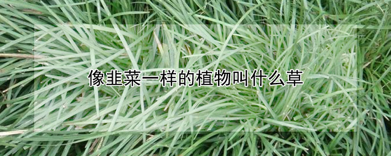 像韭菜一样的植物叫什么草