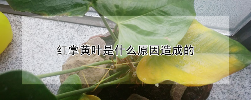 红掌黄叶是什么原因造成的