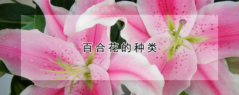 百合花的种类 发财农业网