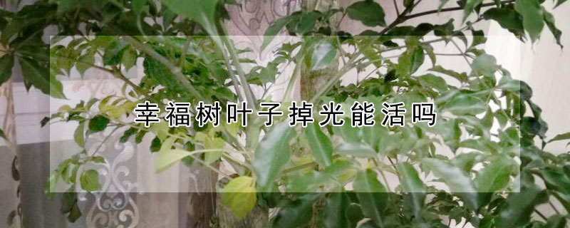 幸福树叶子掉光能活吗