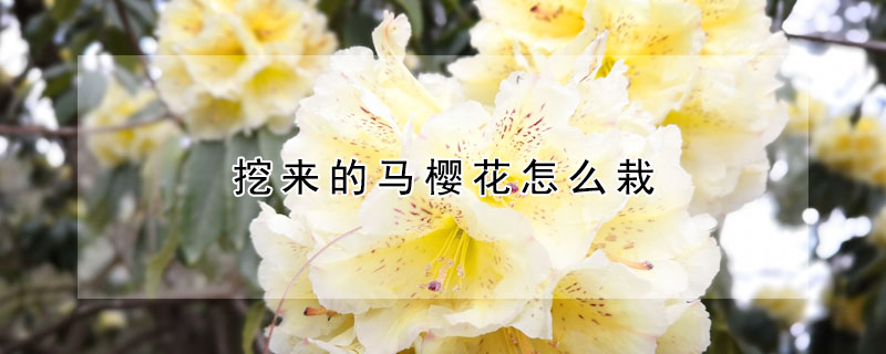 挖来的马樱花怎么栽