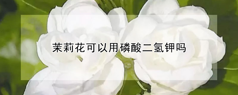 茉莉花可以用磷酸二氢钾吗