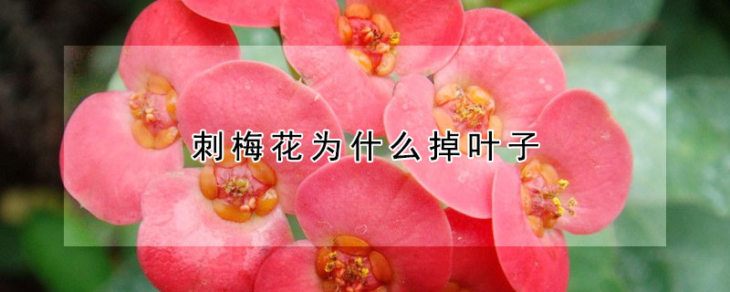 刺梅花为什么掉叶子