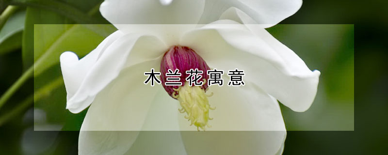 木兰花寓意